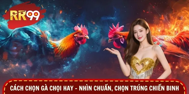 Cách Chọn Gà Chọi Hay – Nhìn Chuẩn, Chọn Trúng Chiến Binh