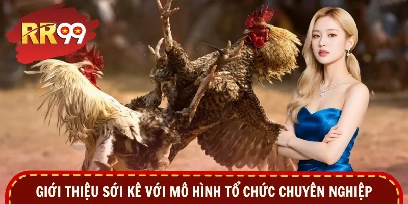 Giới thiệu sới kê với mô hình tổ chức chuyên nghiệp