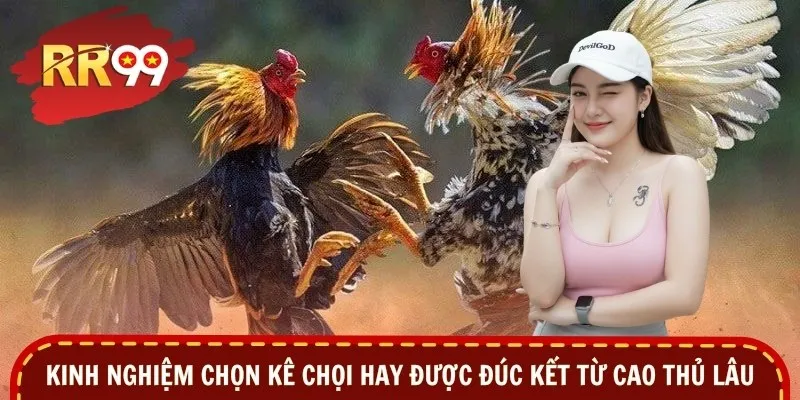 Kinh nghiệm chọn kê chọi hay được đúc kết từ cao thủ lâu