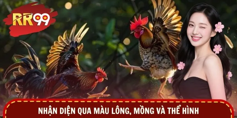 Nhận diện qua màu lông, mồng và thể hình