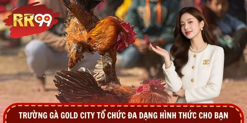 Trường gà Gold City tổ chức đa dạng hình thức cho bạn